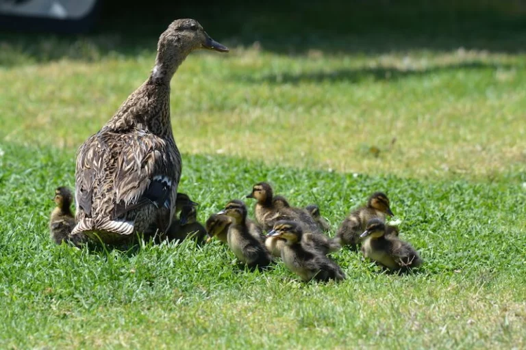 mallard duck with babies